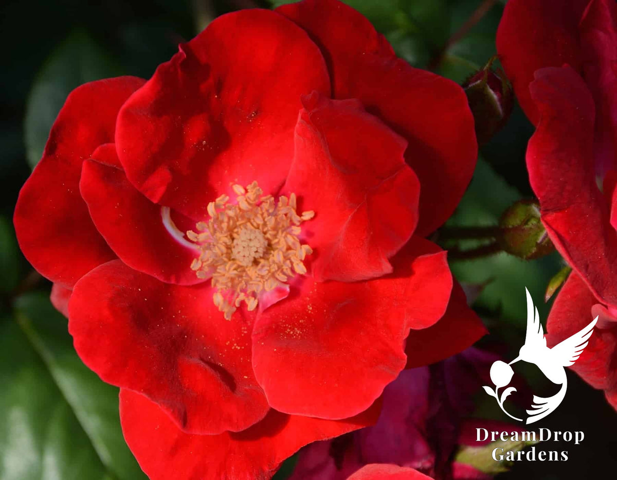 Rose - Winner’s Circle — DreamDrop Gardens photo 8