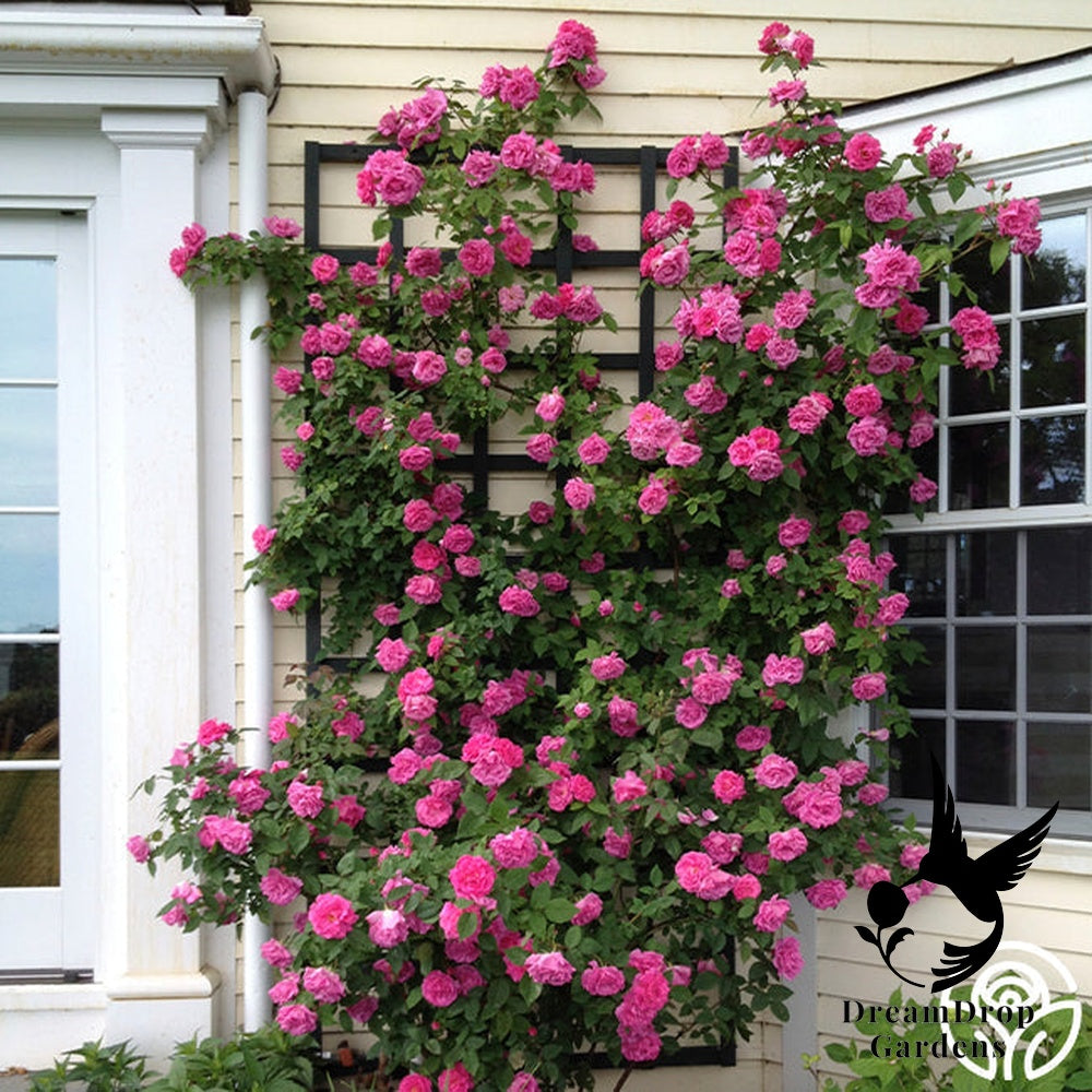 Rose - Zèphirine Drouhin — DreamDrop Gardens photo 10