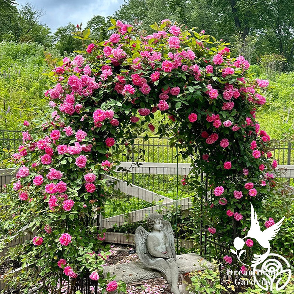 Rose - Zèphirine Drouhin — DreamDrop Gardens photo 11