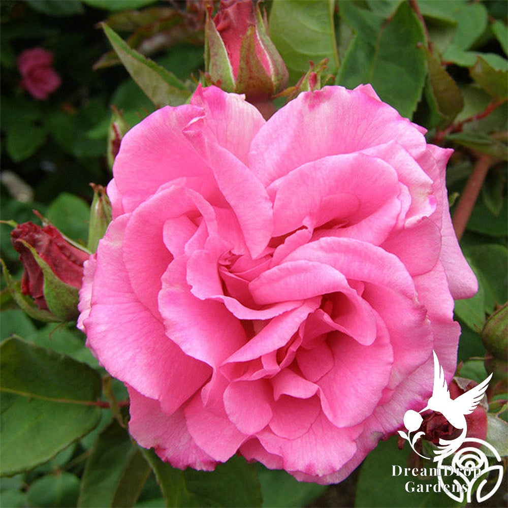 Rose - Zèphirine Drouhin — DreamDrop Gardens photo 12
