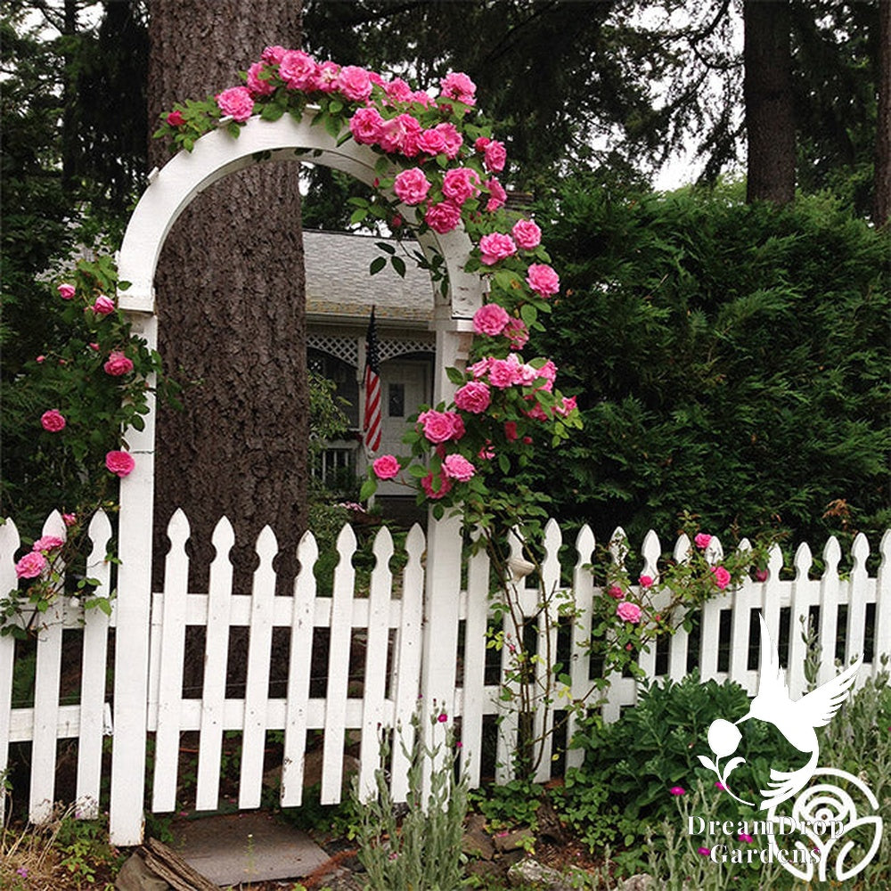 Rose - Zèphirine Drouhin — DreamDrop Gardens photo 13