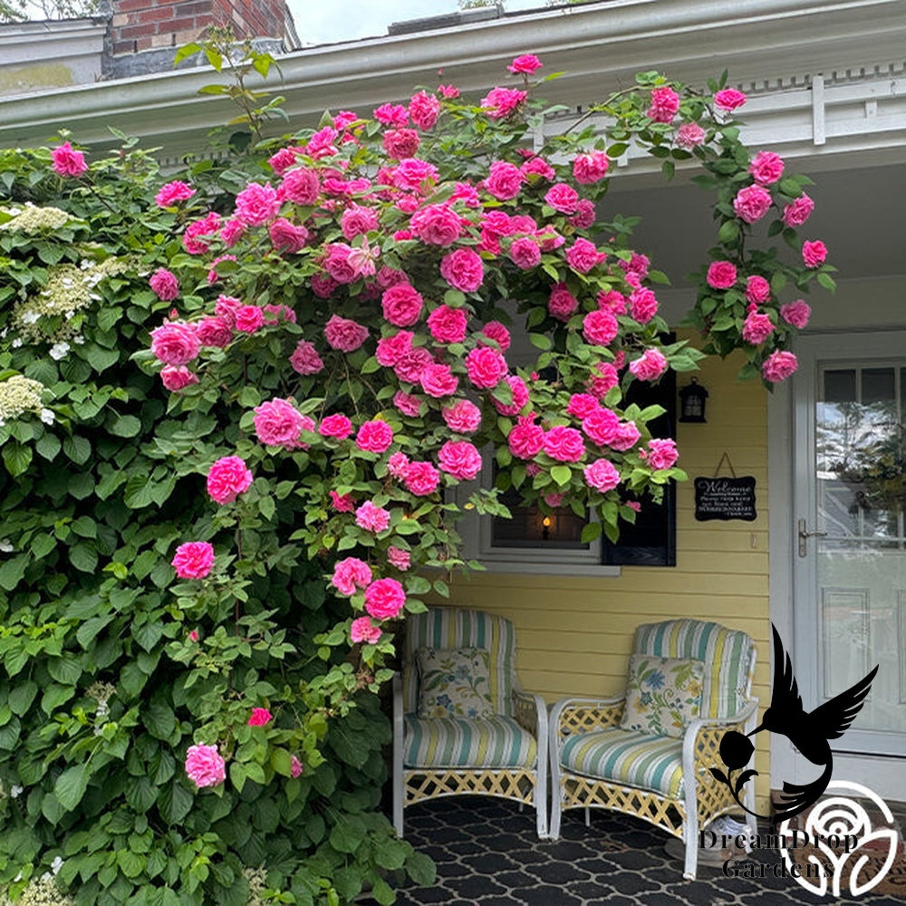 Rose - Zèphirine Drouhin — DreamDrop Gardens photo 14