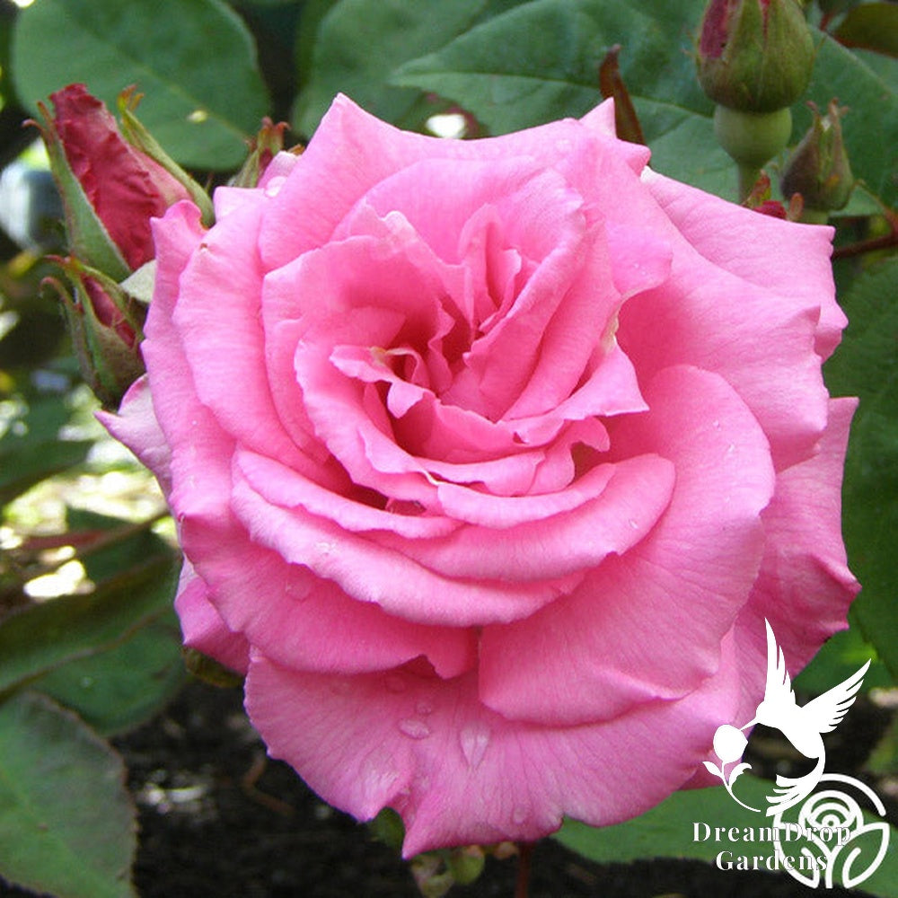 Rose - Zèphirine Drouhin — DreamDrop Gardens photo 15