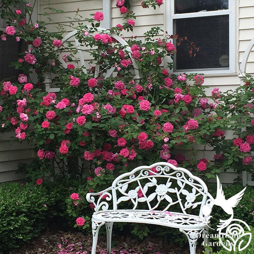 Rose - Zèphirine Drouhin — DreamDrop Gardens photo 16