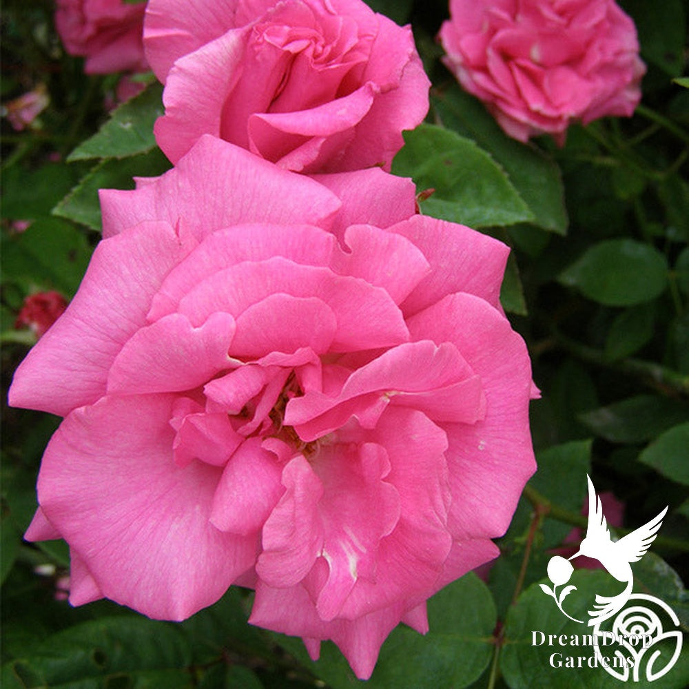 Rose - Zèphirine Drouhin — DreamDrop Gardens photo 17