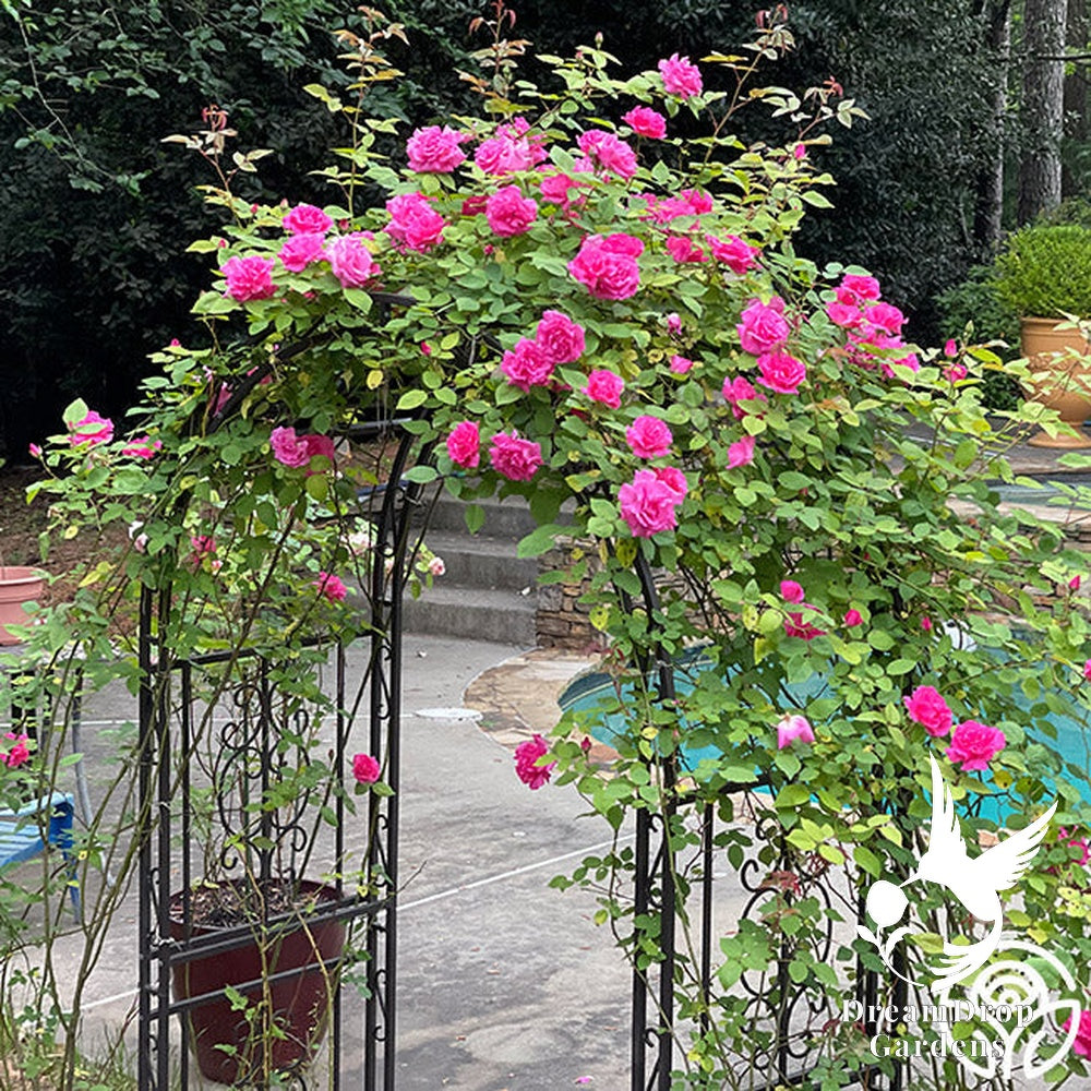 Rose - Zèphirine Drouhin — DreamDrop Gardens photo 18