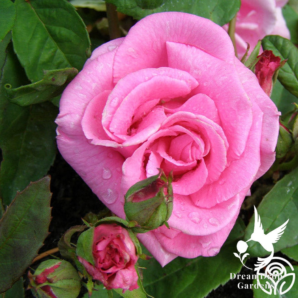 Rose - Zèphirine Drouhin — DreamDrop Gardens photo 19