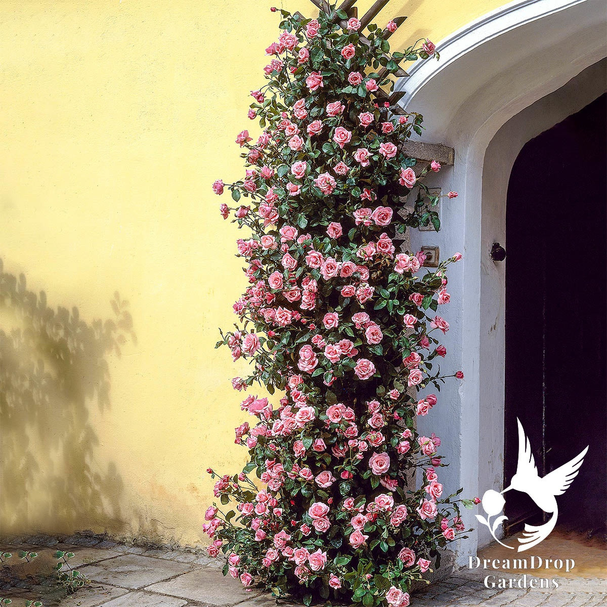 Rose - Zèphirine Drouhin — DreamDrop Gardens photo 1