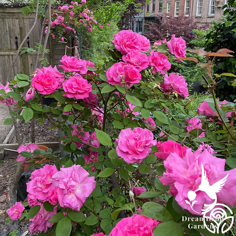Rose - Zèphirine Drouhin — DreamDrop Gardens photo 20