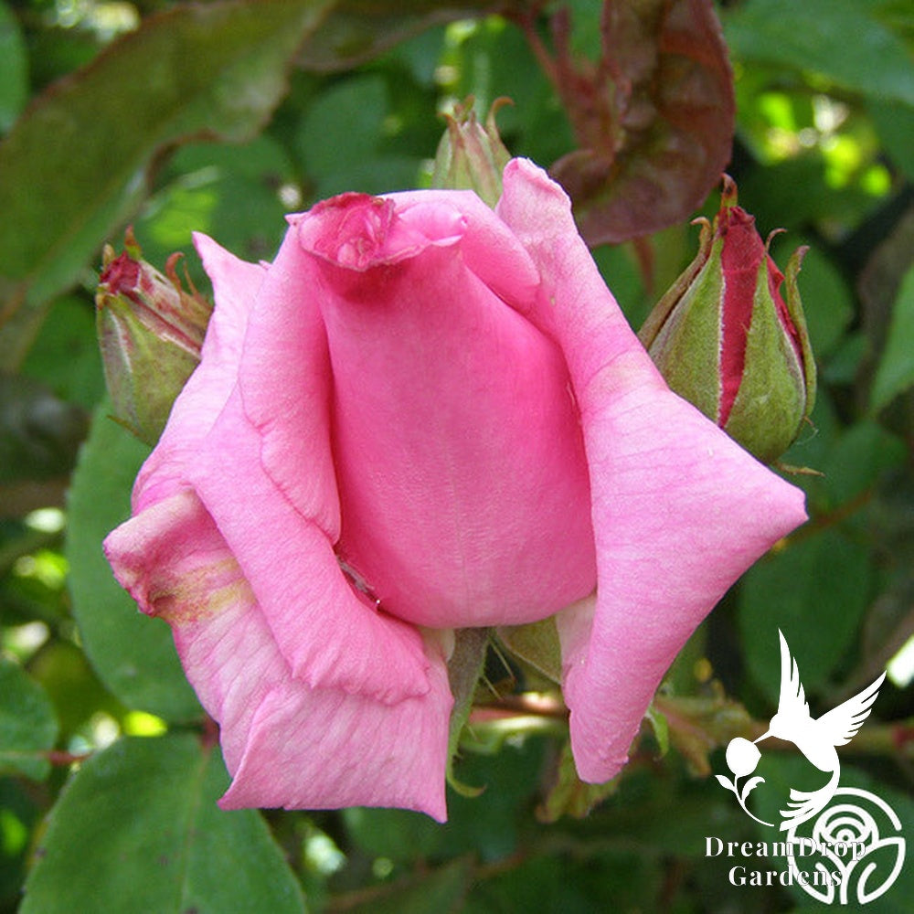 Rose - Zèphirine Drouhin — DreamDrop Gardens photo 21