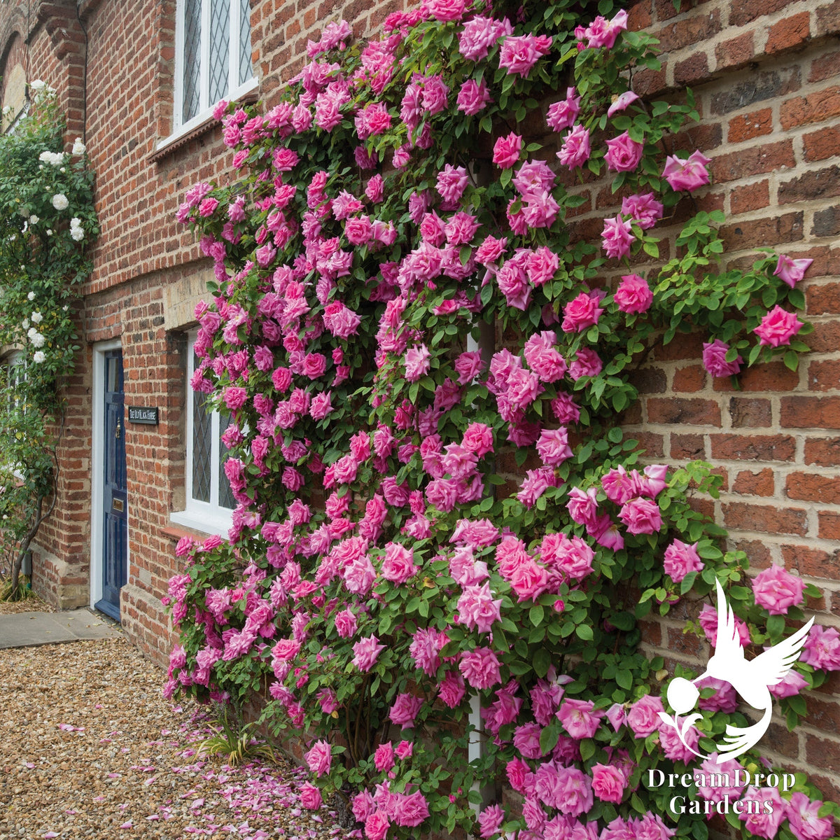 Rose - Zèphirine Drouhin — DreamDrop Gardens photo 2