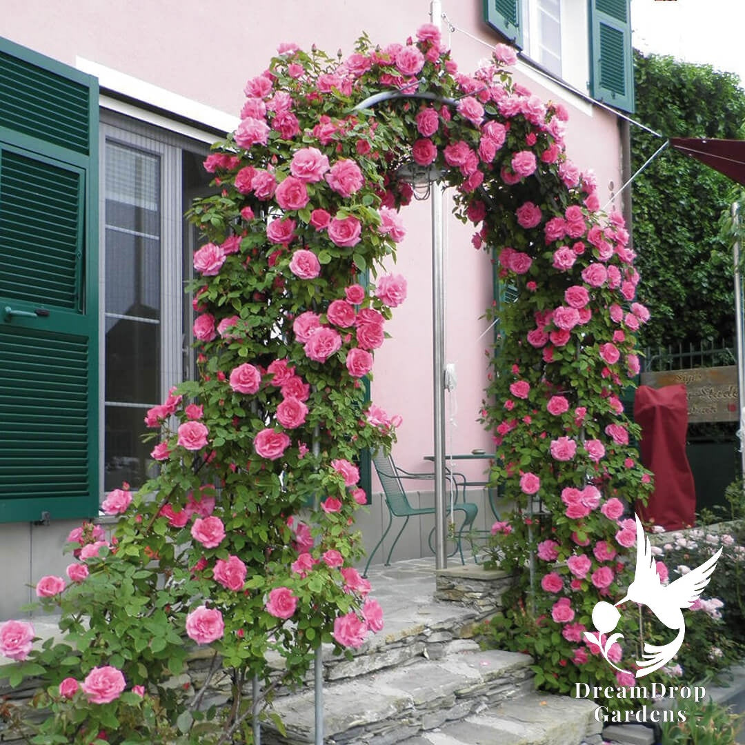 Rose - Zèphirine Drouhin — DreamDrop Gardens photo 3