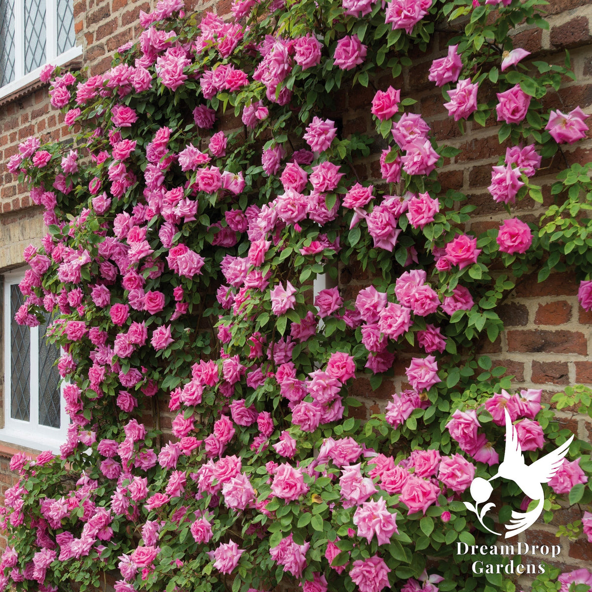 Rose - Zèphirine Drouhin — DreamDrop Gardens photo 4