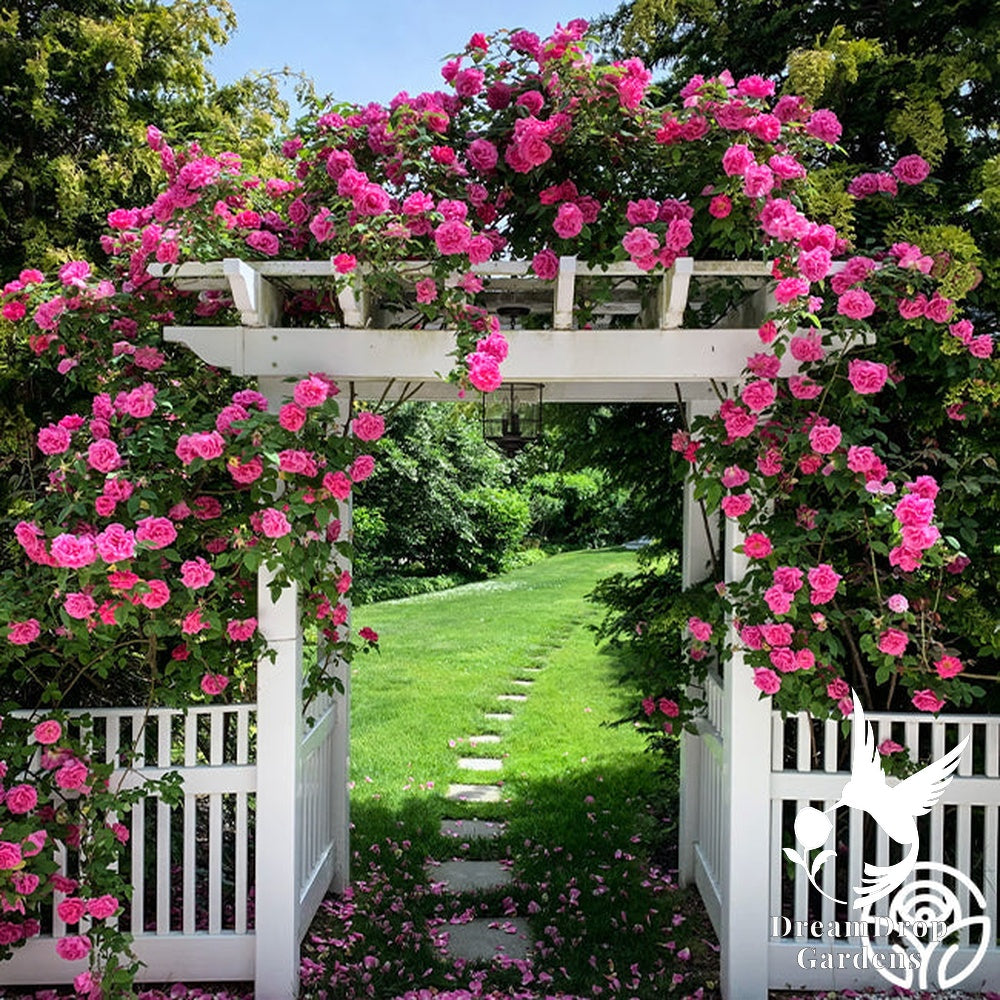 Rose - Zèphirine Drouhin — DreamDrop Gardens photo 5