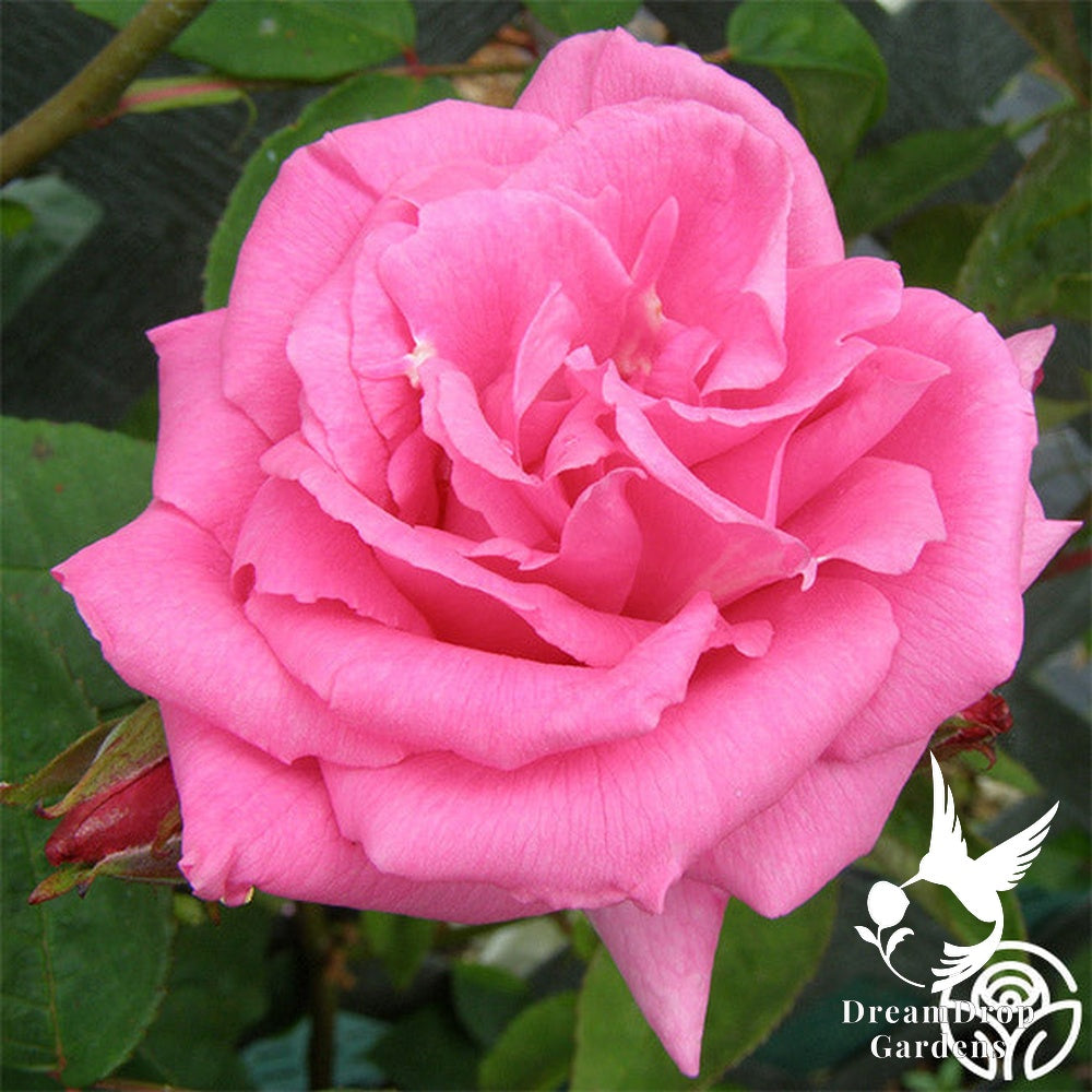 Rose - Zèphirine Drouhin — DreamDrop Gardens photo 6