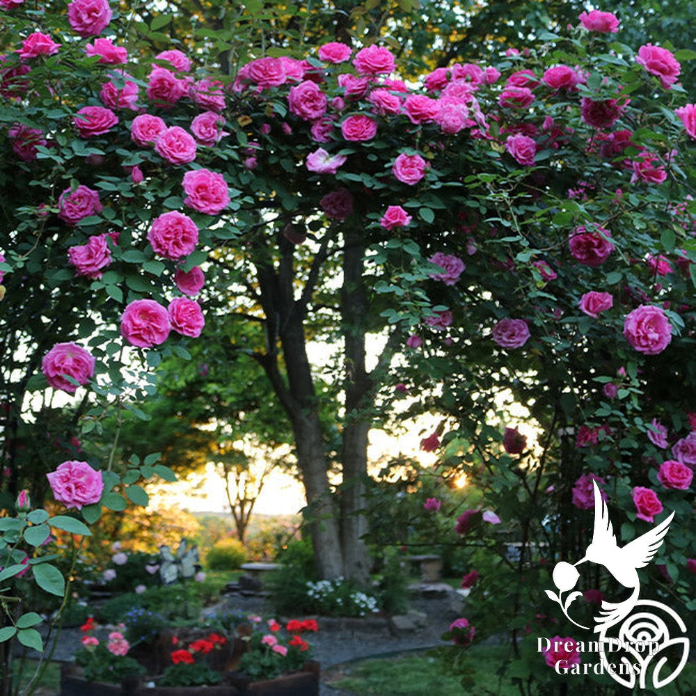 Rose - Zèphirine Drouhin — DreamDrop Gardens photo 7