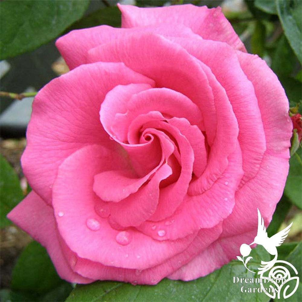 Rose - Zèphirine Drouhin — DreamDrop Gardens photo 8