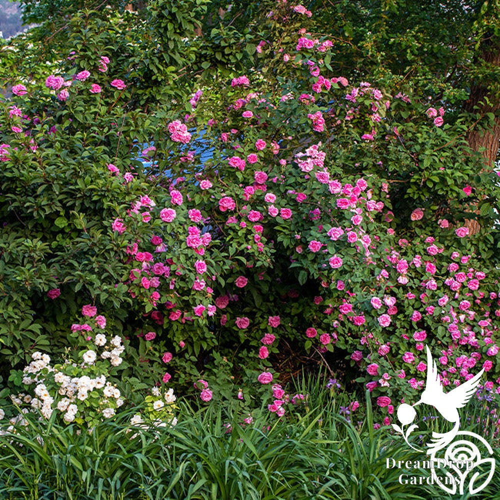 Rose - Zèphirine Drouhin — DreamDrop Gardens photo 9
