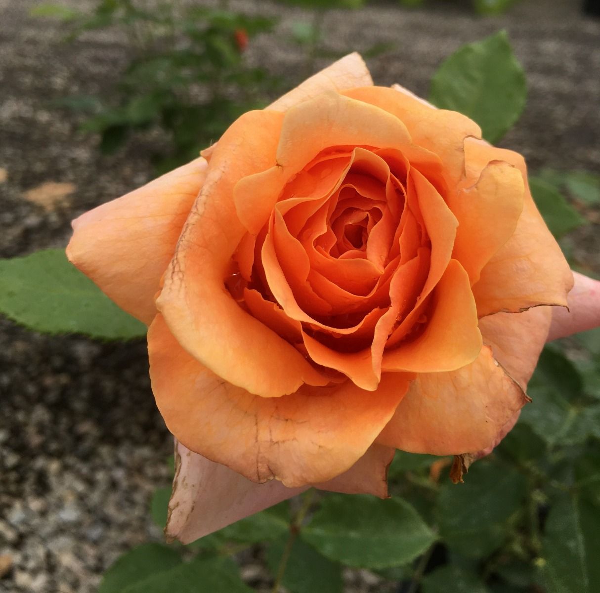 Rose - Climbing - Tangerine Skies