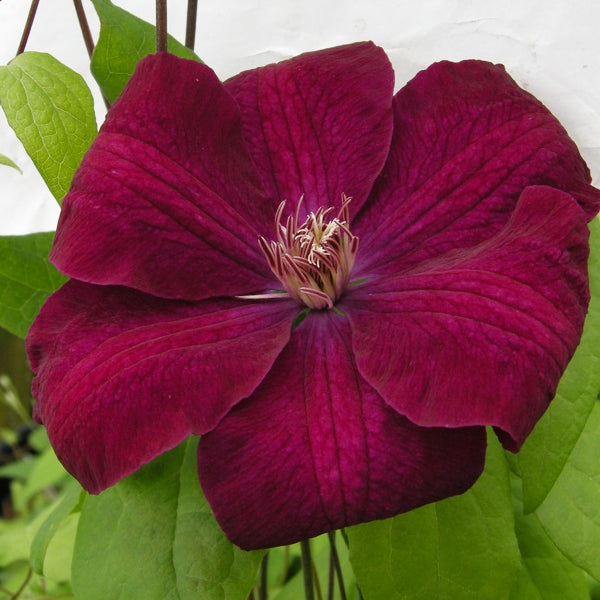 Clematis - Rouge Cardinal
