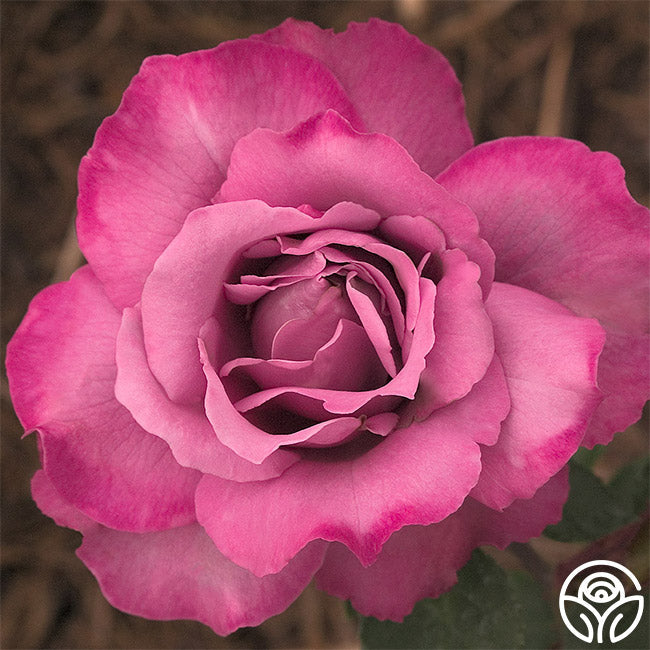 Rose - Royal Amethyst