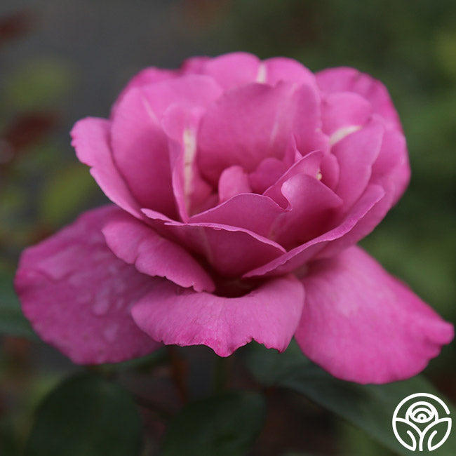 Rose - Royal Amethyst