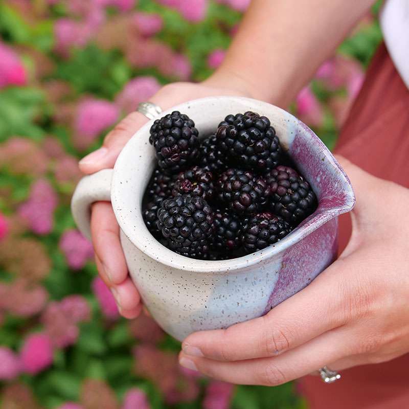 Thornless blackberry - TASTE OF HEAVEN