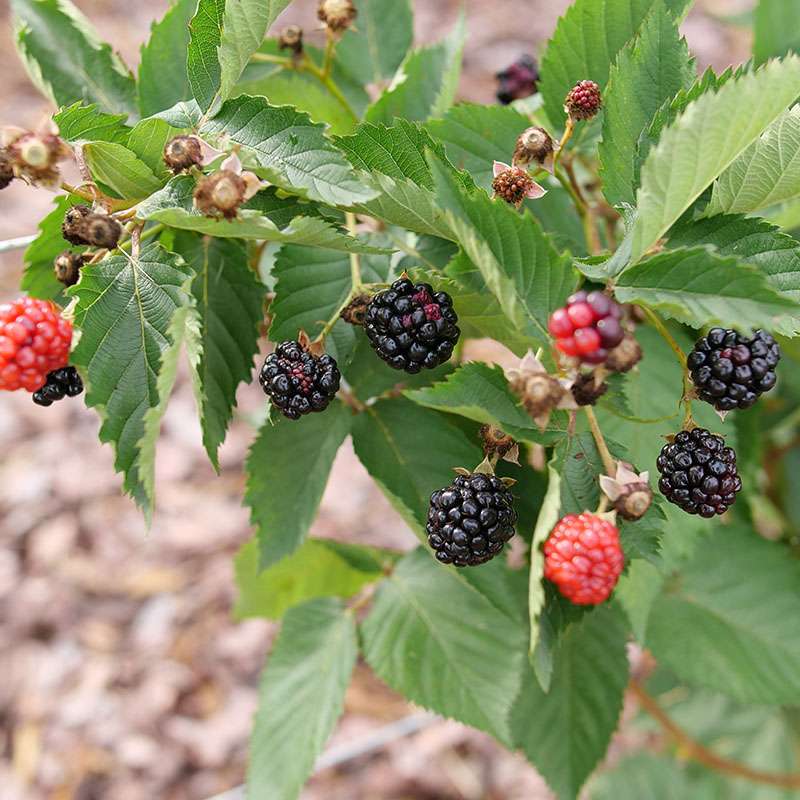 Thornless blackberry - TASTE OF HEAVEN