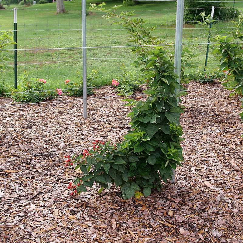 Thornless blackberry - TASTE OF HEAVEN