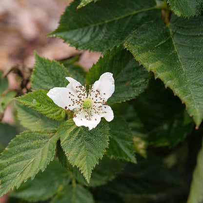 Thornless blackberry - TASTE OF HEAVEN