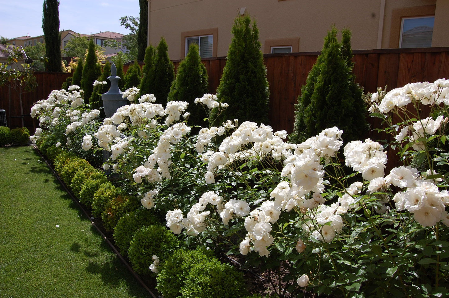 Rose - David Austin - Floribunda - Iceberg