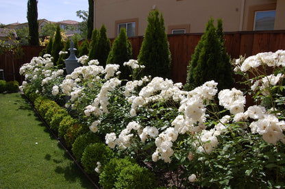 Rose - David Austin - Floribunda - Iceberg