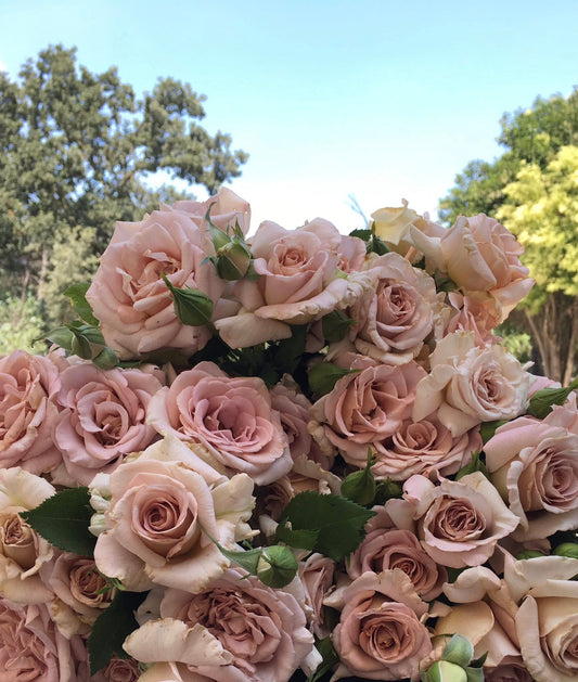 Rose - Hybrid Tea- Stephen Rulo