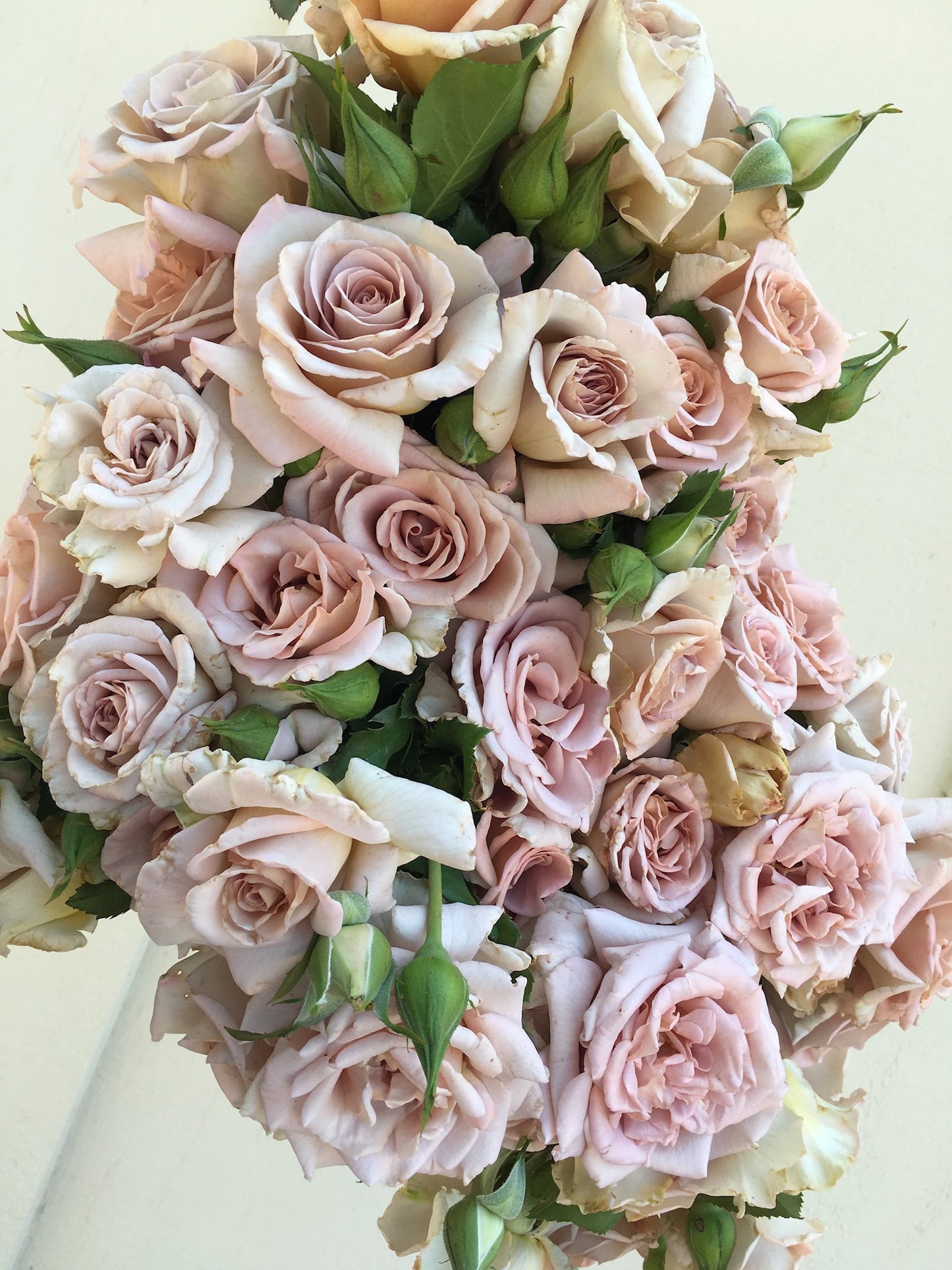 Rose - Hybrid Tea- Stephen Rulo