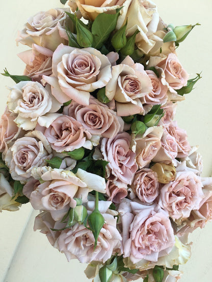 Rose - Hybrid Tea- Stephen Rulo
