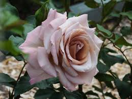 Rose - Hybrid Tea- Stephen Rulo