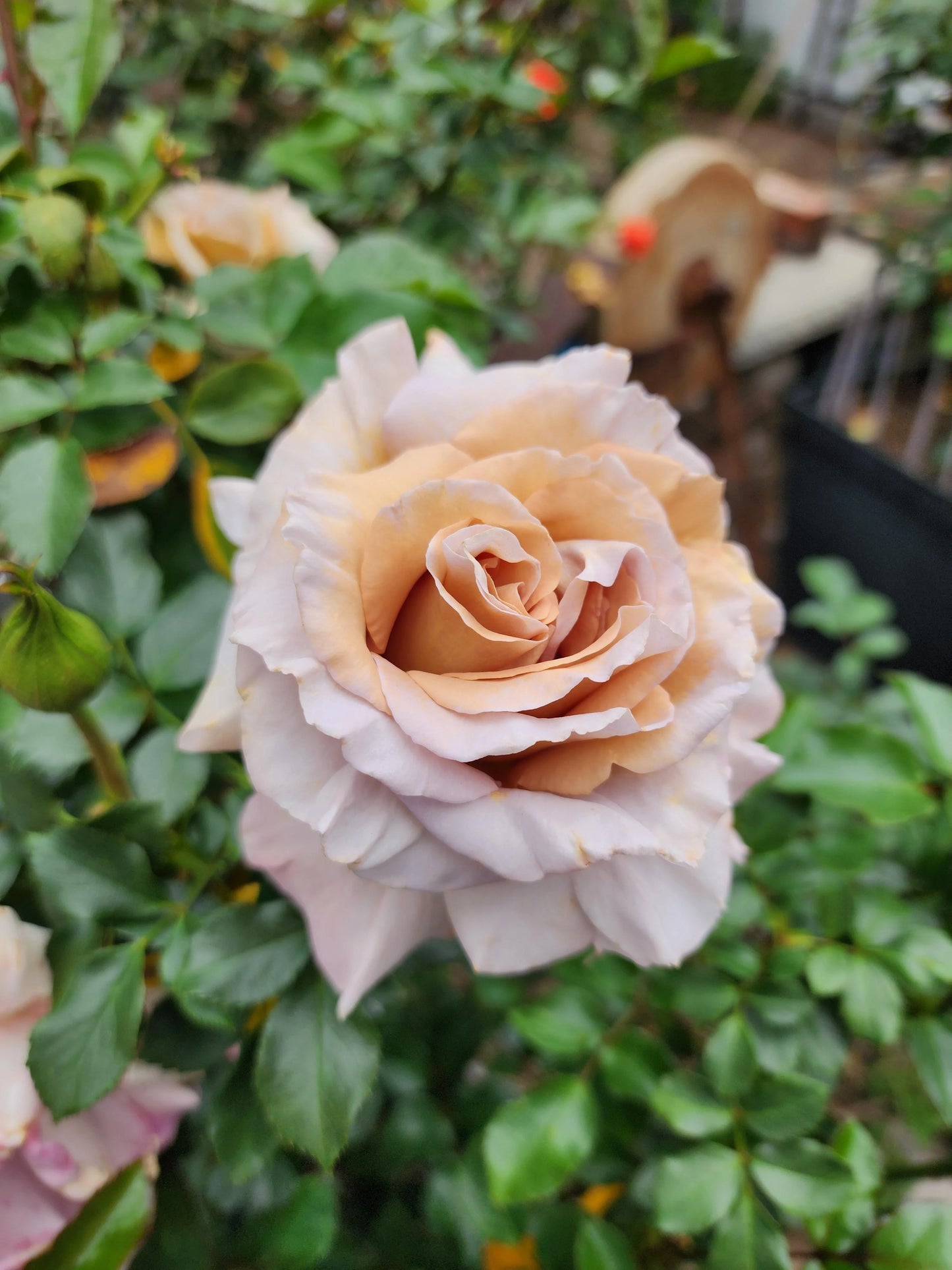 Rose - Hybrid Tea- Stephen Rulo