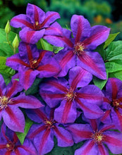 Load image into Gallery viewer, Clematis - Dusk Star - Velvet Satin Shine
