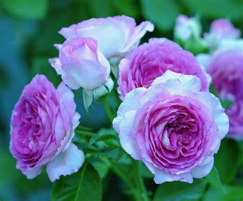 climbing lavender plant Rose - Climbing