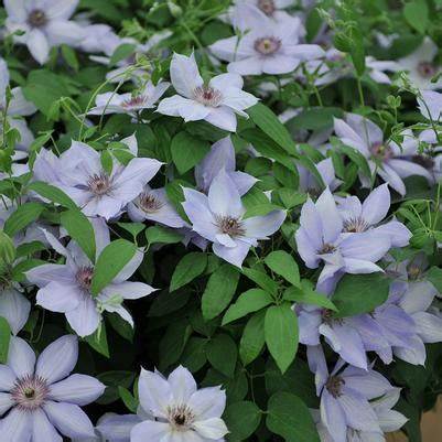 Clematis 'Bernadine' - Silvery -  6ft Dwarf Variety