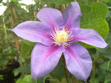 Load image into Gallery viewer, Clematis Barbara Jackman&#39;
