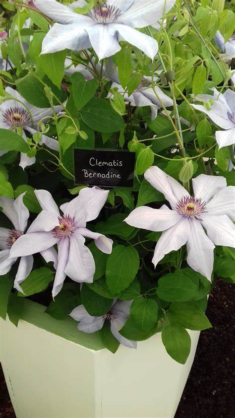 Clematis 'Bernadine' - Silvery -  6ft Dwarf Variety