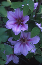 Load image into Gallery viewer, Clematis &#39;Candy Stripe&#39;
