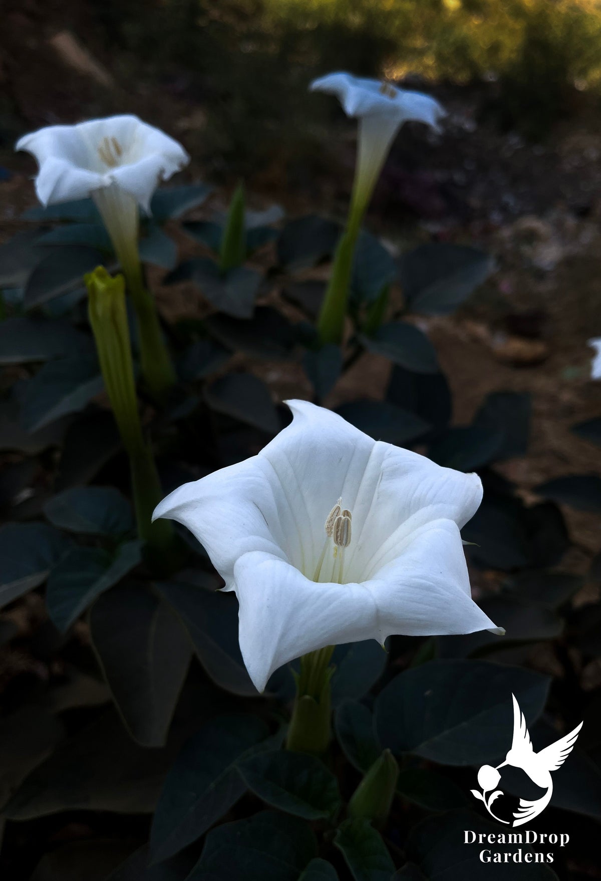 Sacred datura with white upward-facing trumpet flowers and dark green leaves at dusk