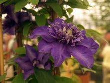 Load image into Gallery viewer, Clematis &#39;Shikou&#39; / &#39;Shikoo&#39; - Multi-Bloom Blue Violet
