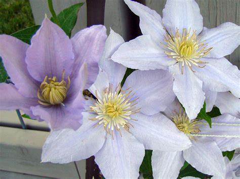 Clematis 'Chelsea' - 3 ft Dwarf Variety