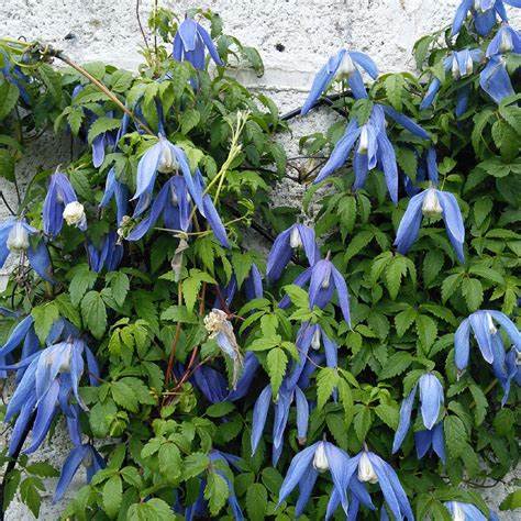 Clematis 'Alpina Blue Dancer'