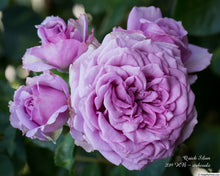 Load image into Gallery viewer, Rose - Climbing - Quick Silver
