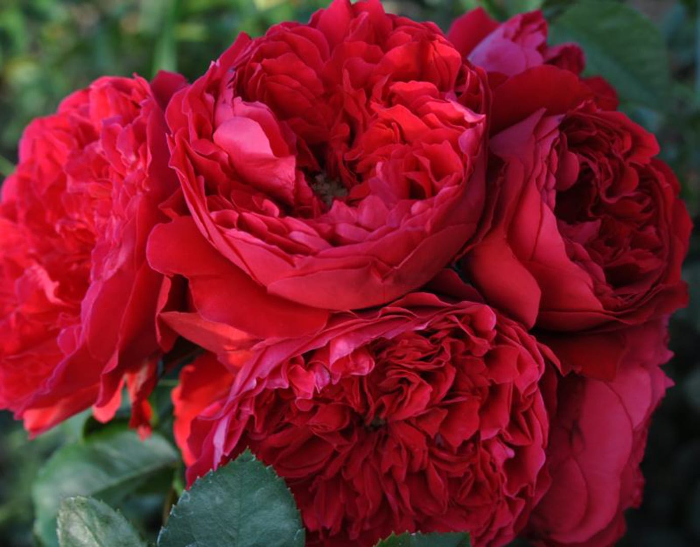 Rose - Climbing - Florentina