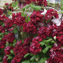 Load image into Gallery viewer, Clematis &#39;Charmaine&#39; AKA &#39;Snow White in Red Wedding Dress&#39;- Double Bloom Red
